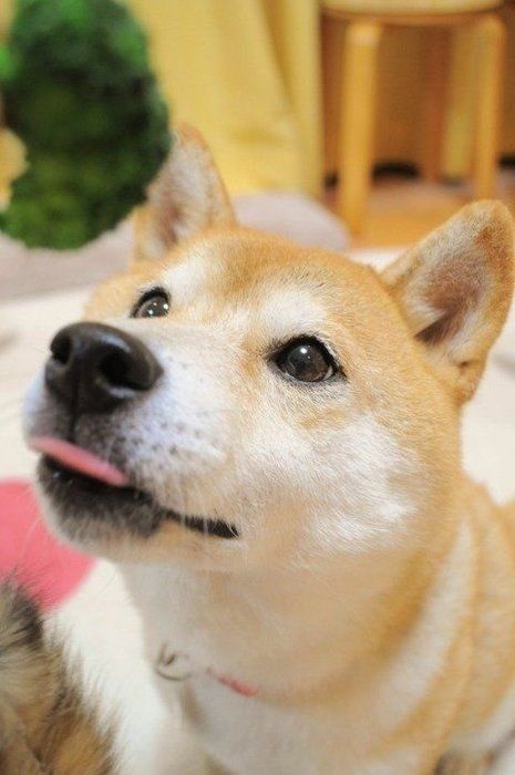 表情豊かなかぼちゃんの一番可愛い顔は 寄り目なんです いぬのきもちnews 表情豊かなかぼちゃんの一番可愛い顔は 寄り目なんです いぬのきもちnews