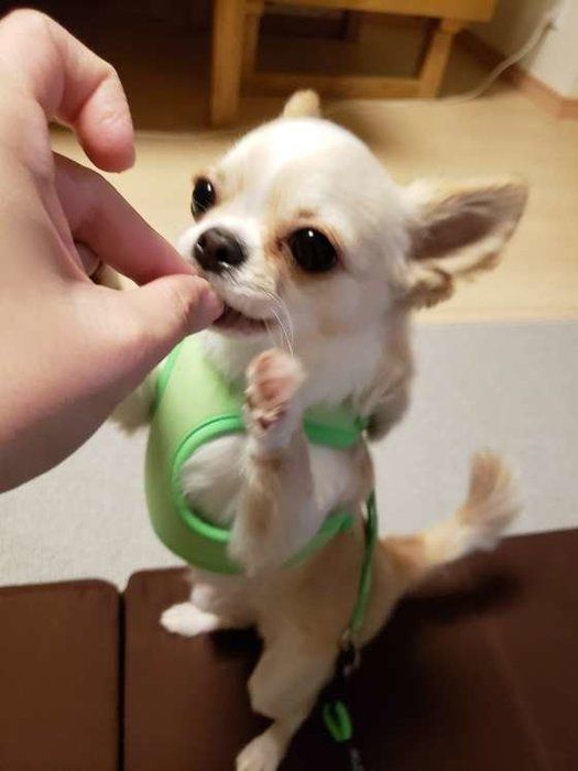 換毛期に気を付けたい肌トラブルとケア方法