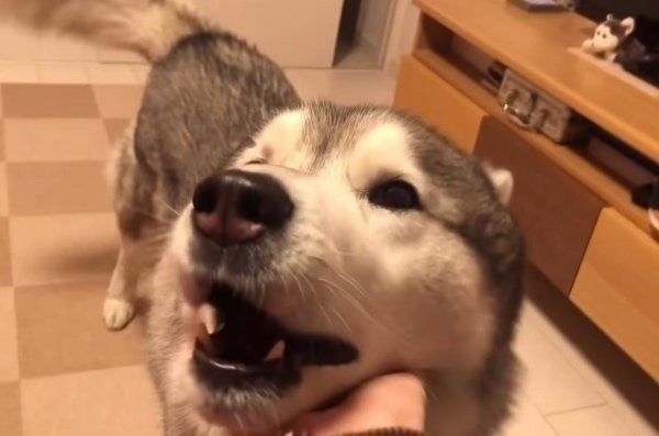 ほっておいていいの 犬からフケが出る原因と対処法