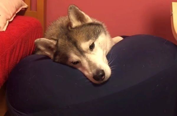 ほっておいていいの 犬からフケが出る原因と対処法