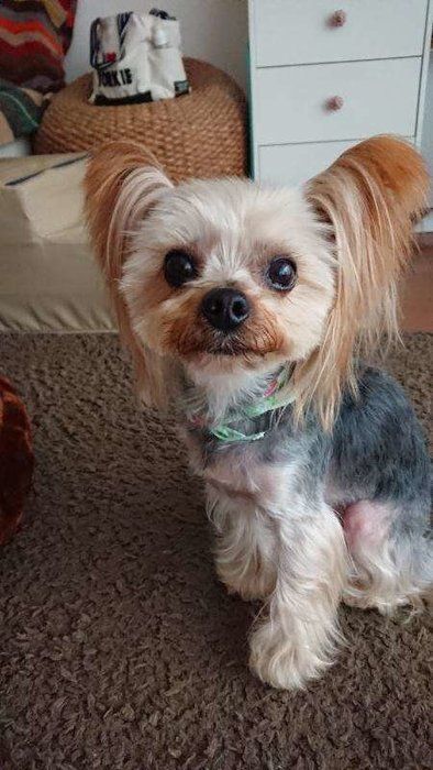 抜け毛の多い 少ない犬種は 犬の被毛の仕組み いぬのきもちnews