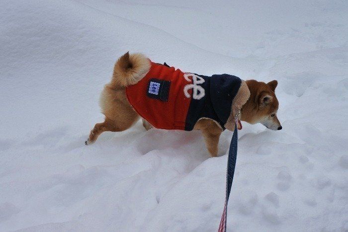 柴犬マロたん 4月の雪遊びで大はしゃぎ 飛騨高山の旅 前篇