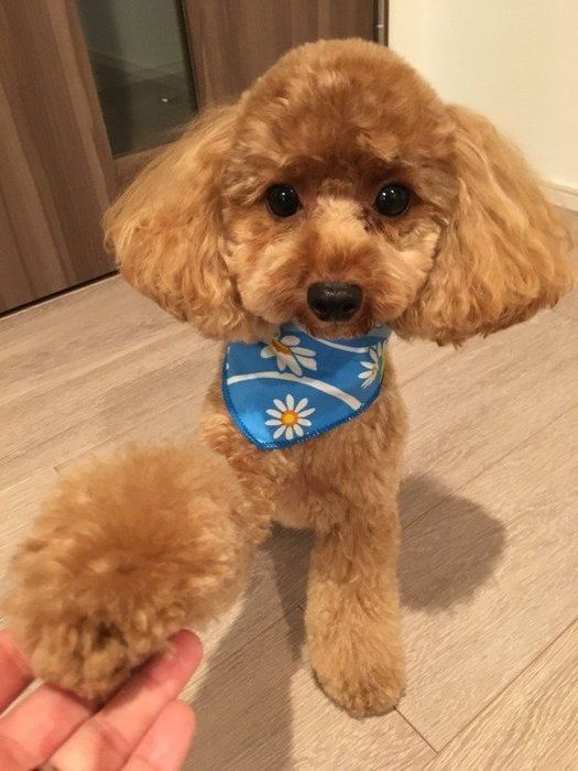 愛犬が タッチ してくる しぐさの理由