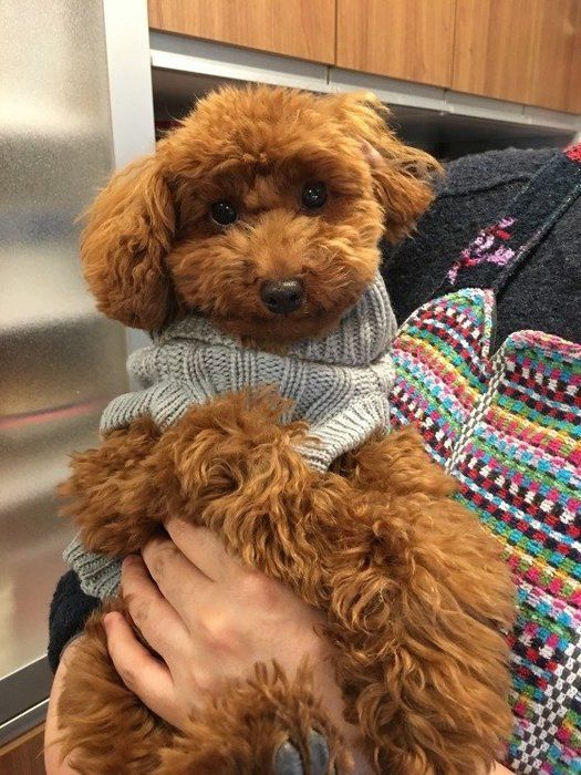 犬にも睡眠時無呼吸ってあるの 危険ないびきも