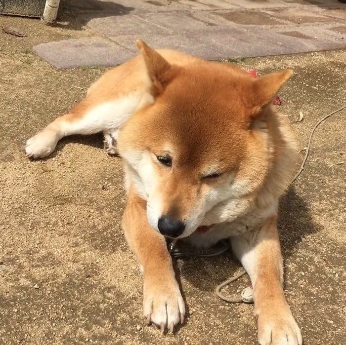 起きたのになでてくれない 柴犬の分かりやすい行動とは