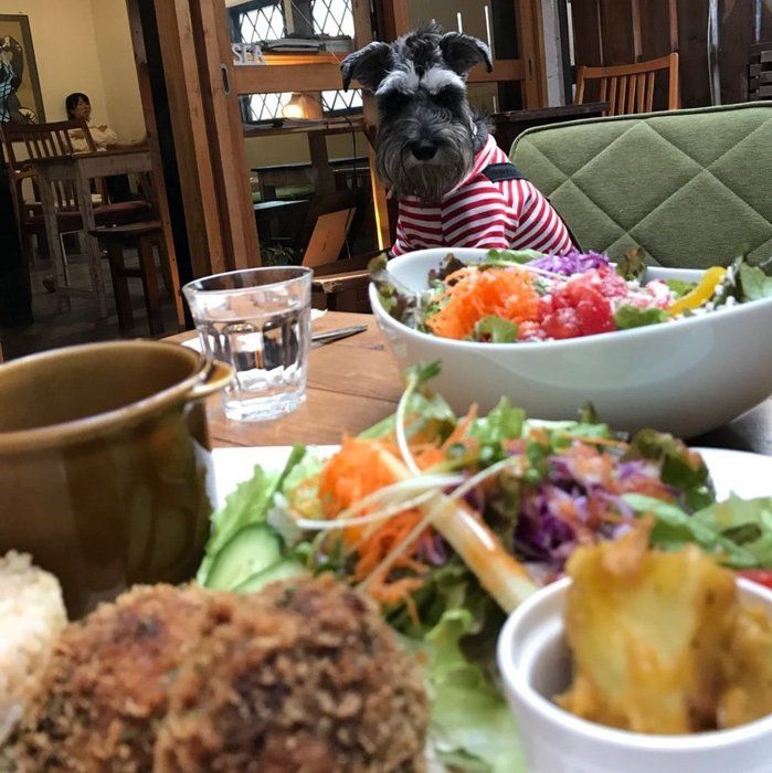 古民家カフェで愛犬とランチ 早稲田の Cafe Vg