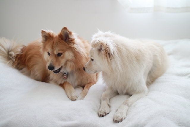 正しい ウンチの色 量 カタチ 穴澤賢の犬のはなし いぬのきもちnews