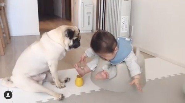 弟を遊びに誘う犬 ハプニング発生も ほっこりな光景が