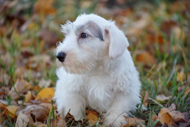 シーリハム・テリア（シーリー）：犬種の特徴と飼い方