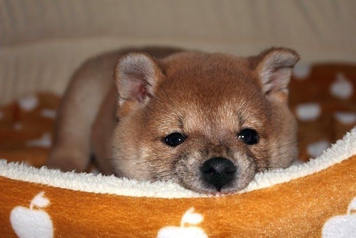 シャンプー大好き犬 盛大なブルブル 水しぶきに緊急避難