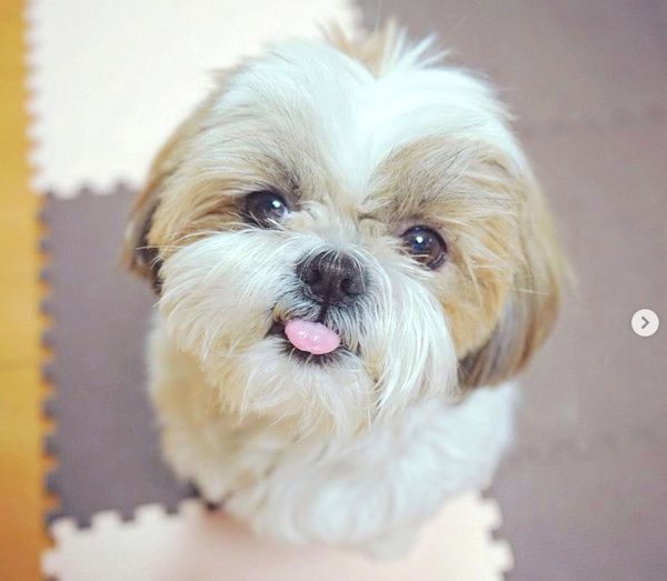 かわいすぎっ 犬がぬいぐるみにした ある行動 に反響 かわいすぎっ 犬がぬいぐるみにした ある行動 に反響