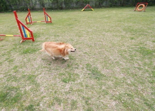 犬旅 山中湖に行ってきた