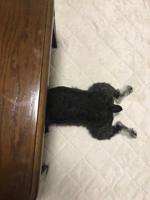 かわいすぎ 頭隠して尻隠さず犬 に癒やされよう