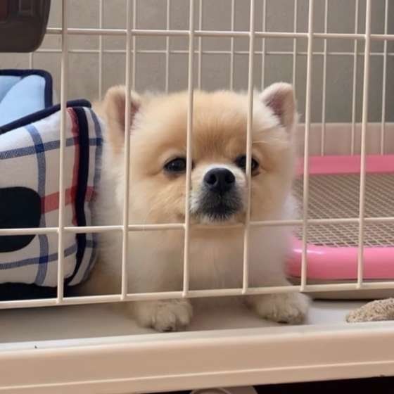 いいコでいてほしいなら 意味がない 逆効果な接し方