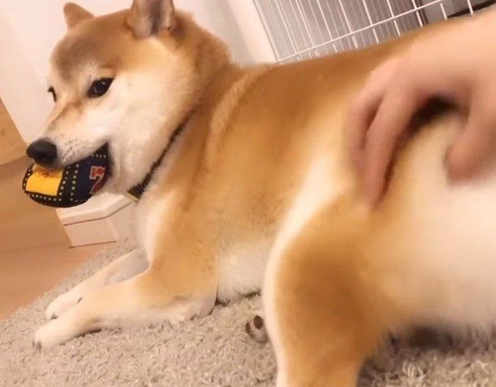 めっちゃモミモミしてくる ゚d゚ と心の中で叫ぶ柴犬 めっちゃモミモミしてくる ゚d゚ と心の中で叫ぶ柴犬