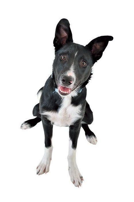 本能が刺激される 走るのが好きな犬種3選 いぬのきもちnews