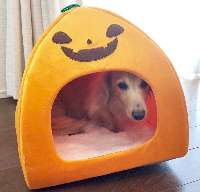 スリコ ハロウィン ペットベッド 愛犬に使ってみた