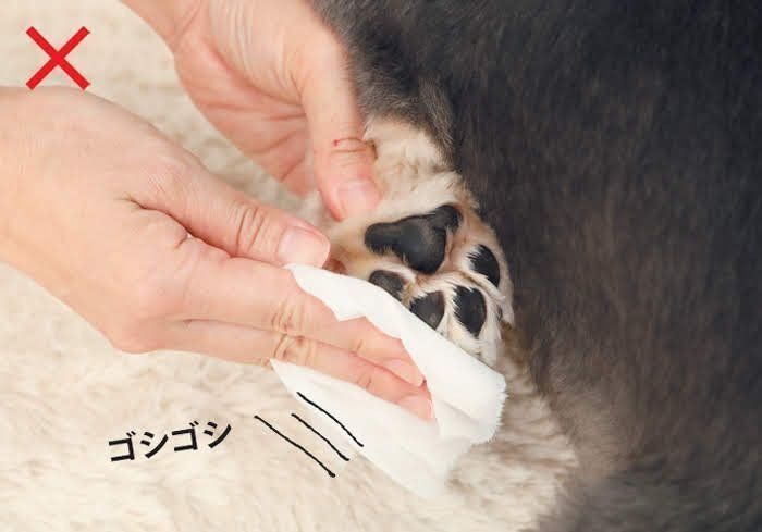 汚れは なるはや でケアがコツ 犬の足のちょい拭きテク