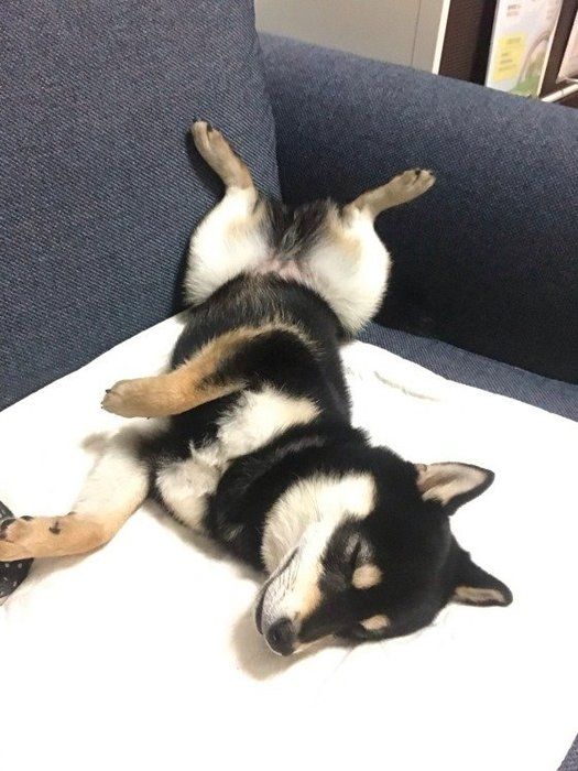 犬の ヘソ天 になごむ 仰向けで寝る犬の気持ちとは いぬのきもちnews