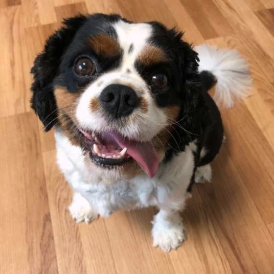 犬の 老い について もっておきたい飼い主の心構え3つ 犬の 老い について もっておきたい飼い主の心構え3つ