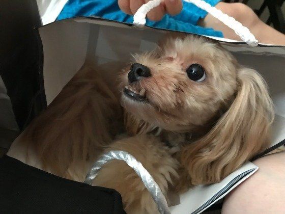 こ これは あの 国宝級イケメン に似てる犬に反響