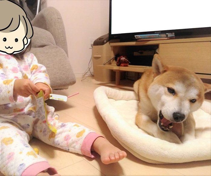 お気に入りの寝床から意地でも動かない柴犬に娘が