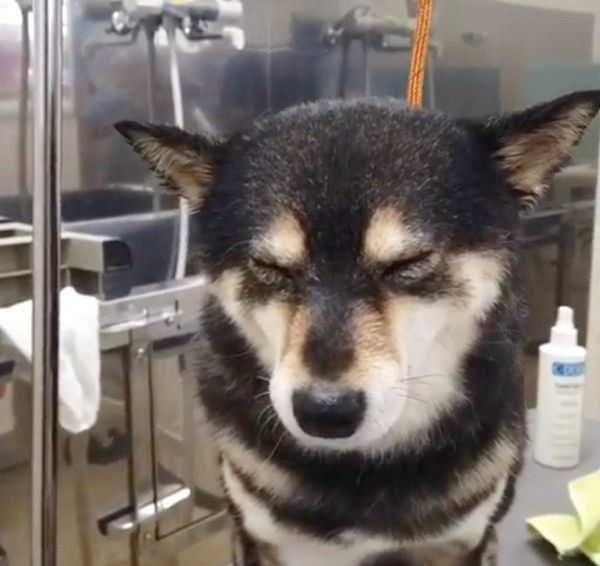 犬が 丸まって眠る とき どんな心理が隠れてるの