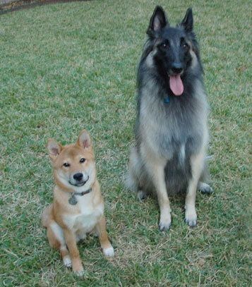 犬の祖先はオオカミだから を疑え