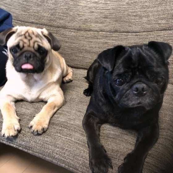 実は飼い主への愛情という犬のしぐさは 上手なお返事法も