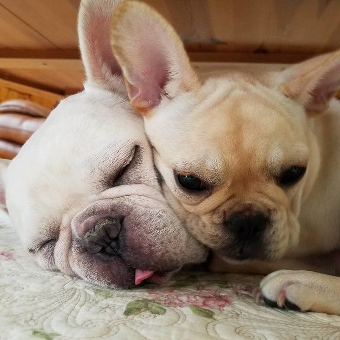 犬を枕にする犬「犬枕犬」大集合!その行動の理由を解説(いぬのきもちNEWS) 犬を枕にする犬「犬枕犬」大集合!その行動の理由を解説(いぬのきもちNEWS)