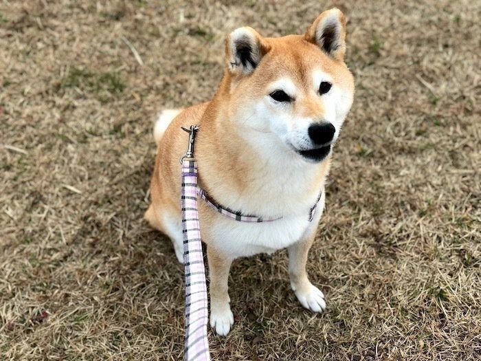 シニアさんになると甘えん坊になる もうすぐ9歳マロたん