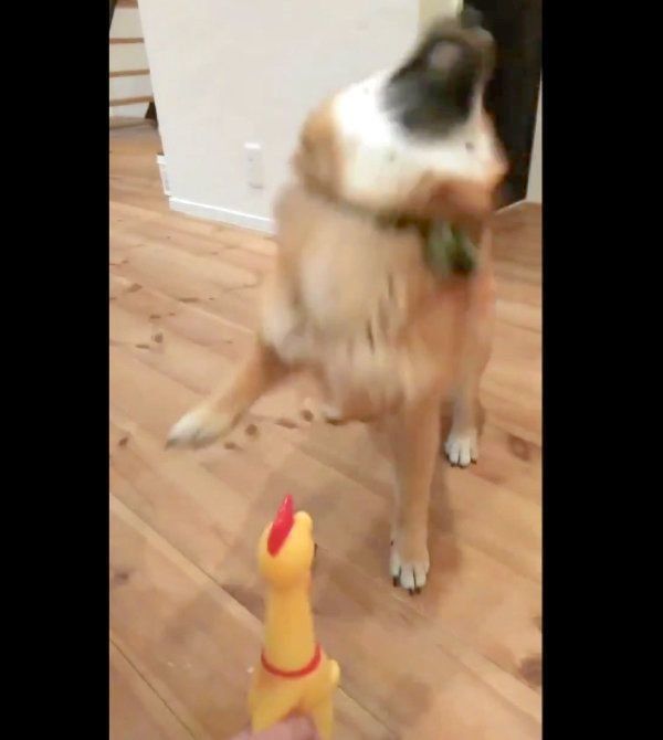 遊びたいのと怖いのと おもちゃにナゾなリアクションを見せる柴犬