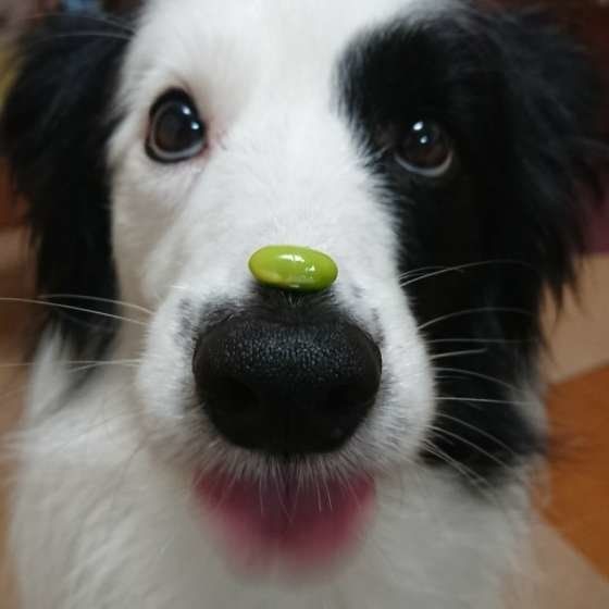 ぬくぬくと室内で飼いならされた柴犬が猫化してた 笑 ぬくぬくと室内で飼いならされた柴犬が猫化してた 笑