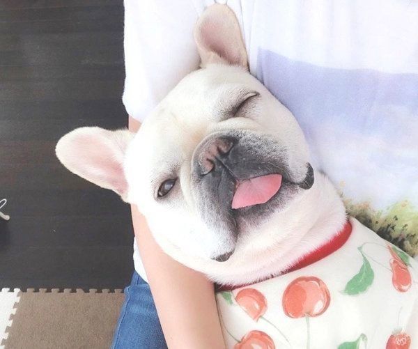 丸くなった犬の後ろ姿にそっくりな食べ物とは