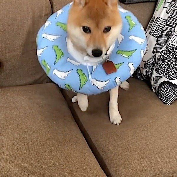 どういう状況 豆柴の まさかの姿 に驚く人続出 いぬのきもちnews