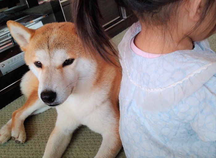 添い寝犬 最高 飼い主さんに寄り添いたい時の犬のホンネ