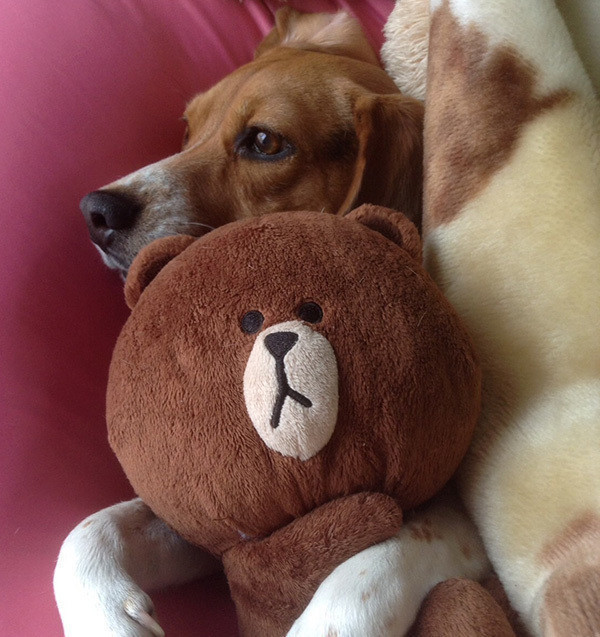 ぬいぐるみが大好き 見ると心が平和になるワンコたち