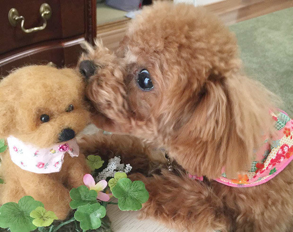 ぬいぐるみが大好き 見ると心が平和になるワンコたち