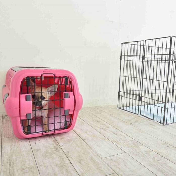 愛犬との ミニマリスト 暮らし 始めてみませんか