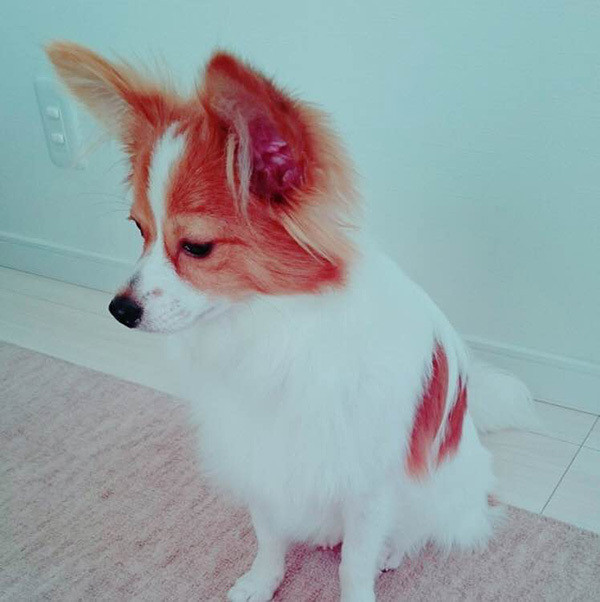 ペットホテルに ストレス軽減のために飼い主がする5つ