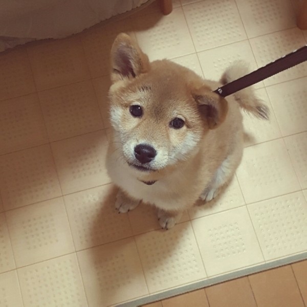 ペットホテルに ストレス軽減のために飼い主がする5つ