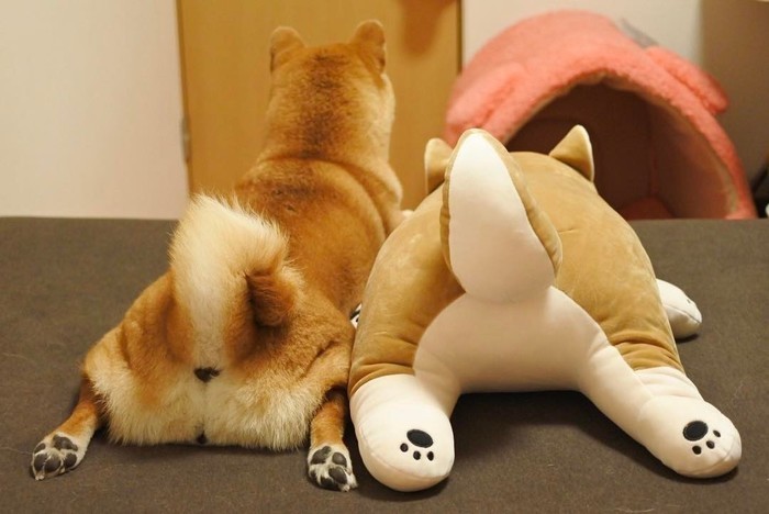 しまドラ 買っちゃった どんどん増える柴犬グッズ しまドラ 買っちゃった どんどん増える柴犬グッズ