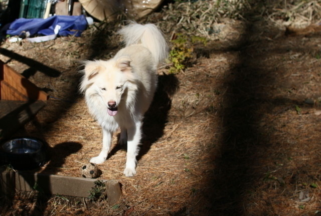 聴覚や視覚に異常も 絶対ngな 犬の毛色のかけあわせ