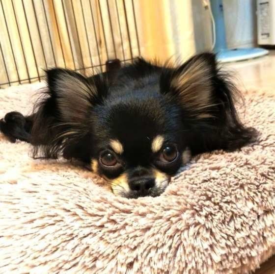 愛犬を亡くしたあと また犬を飼おう と思えたきっかけは いぬのきもちnews Line News