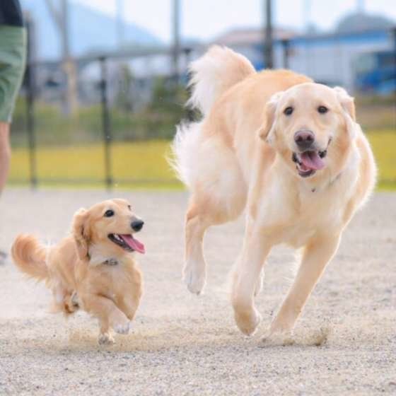 多頭飼い 経験者に聞く 犬同士が仲良くなれる秘訣って何 いぬのきもちnews Line News 多頭飼い 経験者に聞く 犬同士が仲良くなれる秘訣って何 いぬのきもちnews Line News