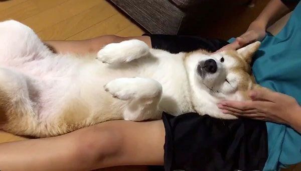 マッサージされる柴犬が浮かべた表情に大反響 いぬのきもちnews Line News