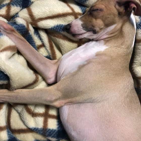 寒さの感じ方 や 体を温める方法 犬と人は違うんです いぬのきもちnews Line News 寒さの感じ方 や 体を温める方法 犬と人は違うんです いぬのきもちnews Line News