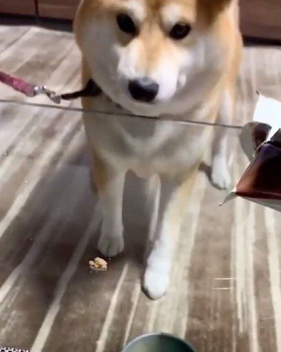 ガラステーブルに乗せられたフード 犬はどう理解するか いぬのきもちnews Line News