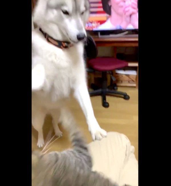 絶対負けられない 飼い主さんの膝の上を争う犬と猫の戦い 笑 いぬのきもちnews Line News
