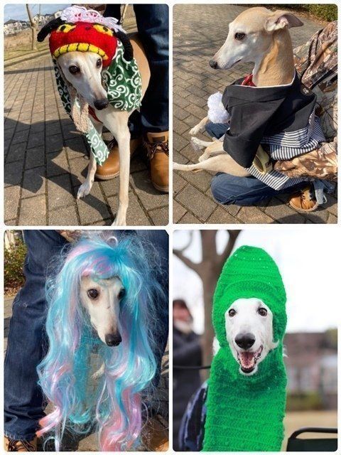 犬たちのコスプレ体験が楽しすぎる 柴犬かぼすちゃんのイベントレポ ト いぬのきもちnews Line News